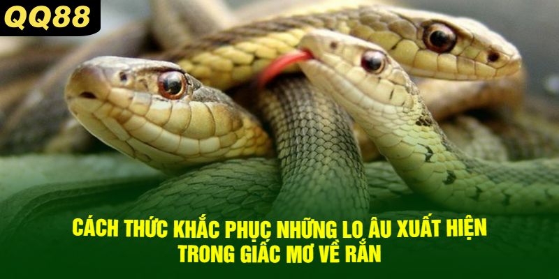 Cách Thức Khắc Phục Những Lo Âu Xuất Hiện Trong Giấc Mơ Về Rắn