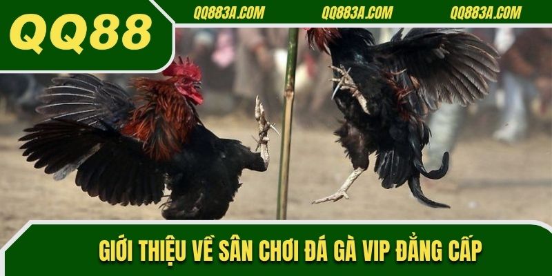Giới thiệu về sân chơi đá gà VIP đẳng cấp